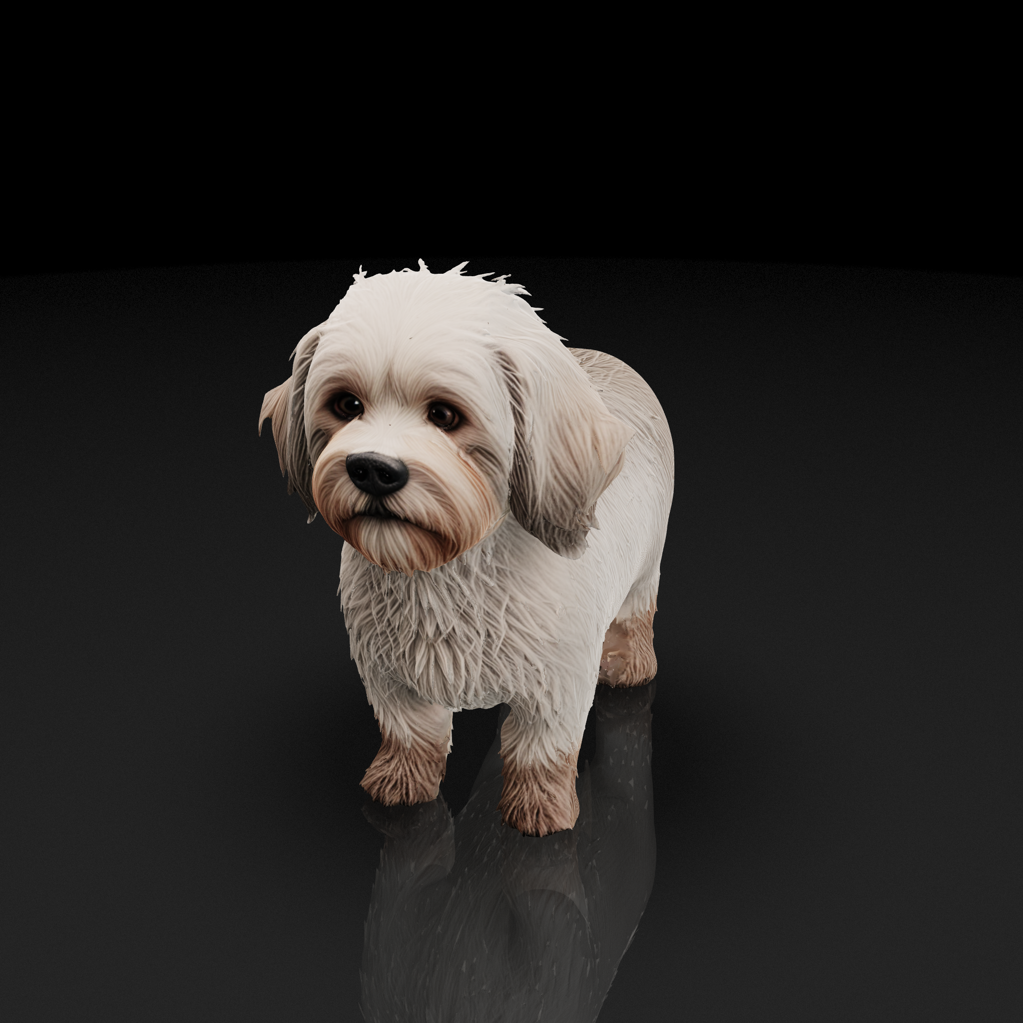 White Terrier Dog