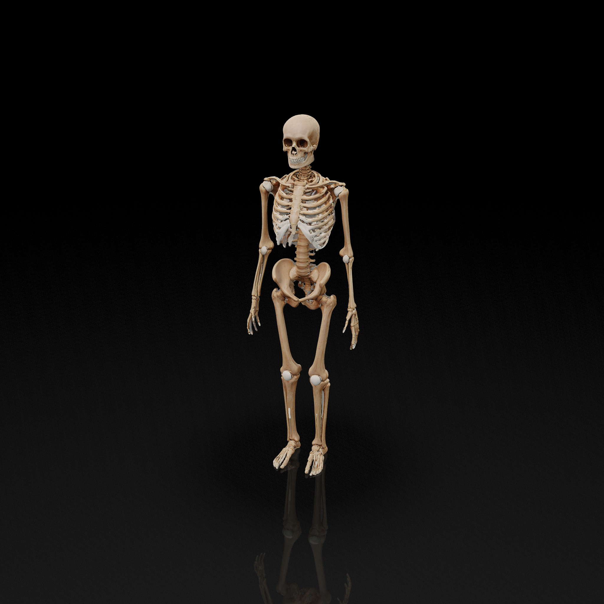 Human Skeleton Model