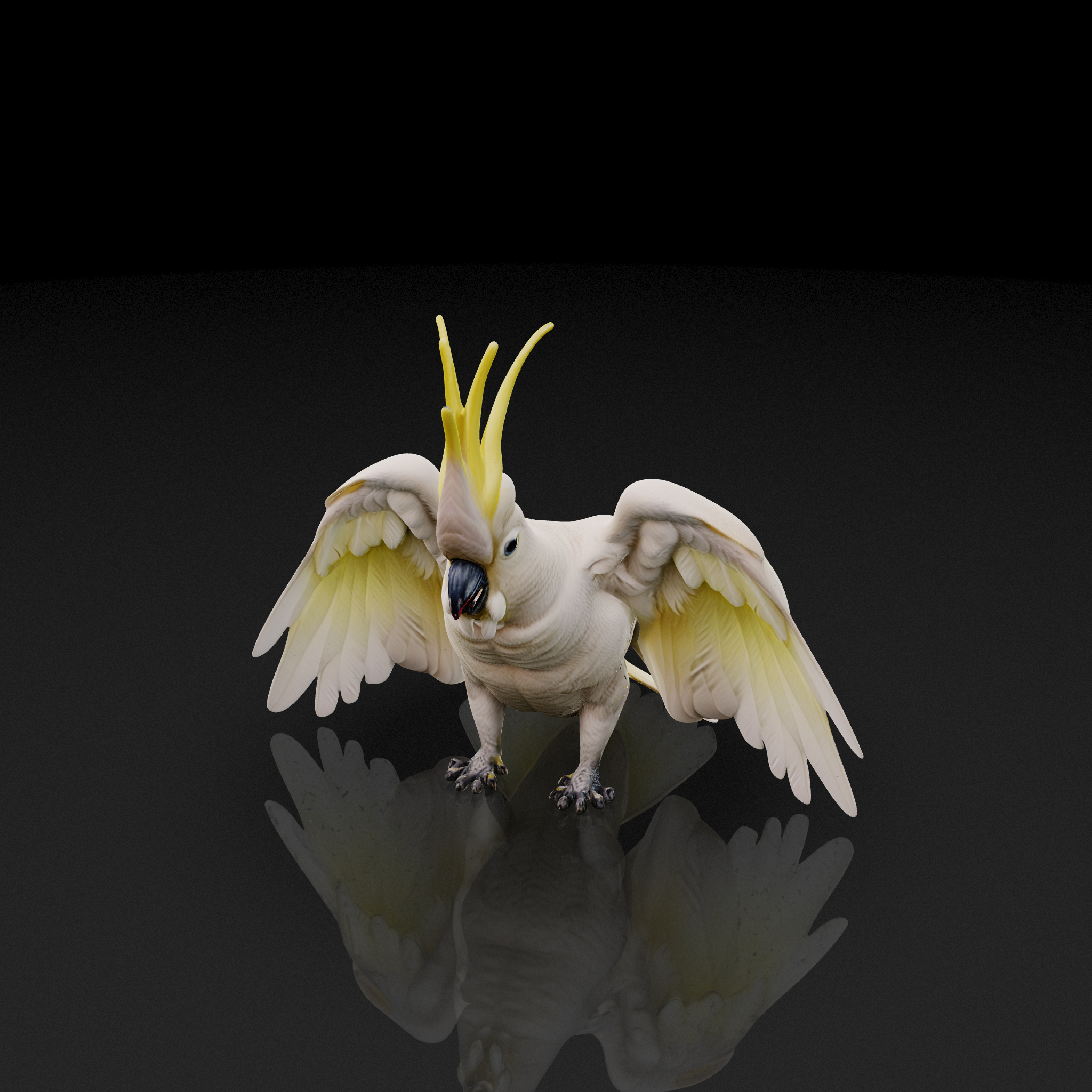 Cockatoo Threat Display