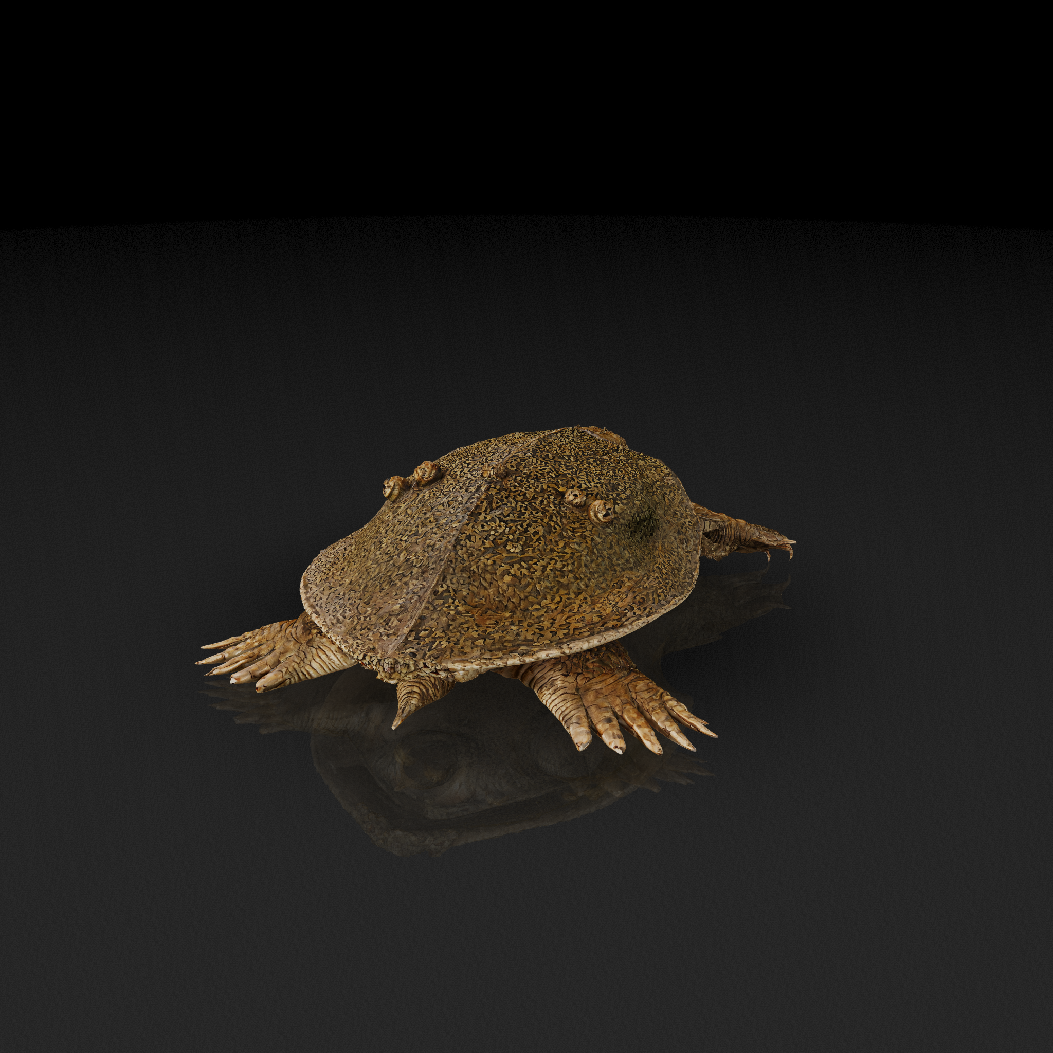 Mossy Softshell Turtle
