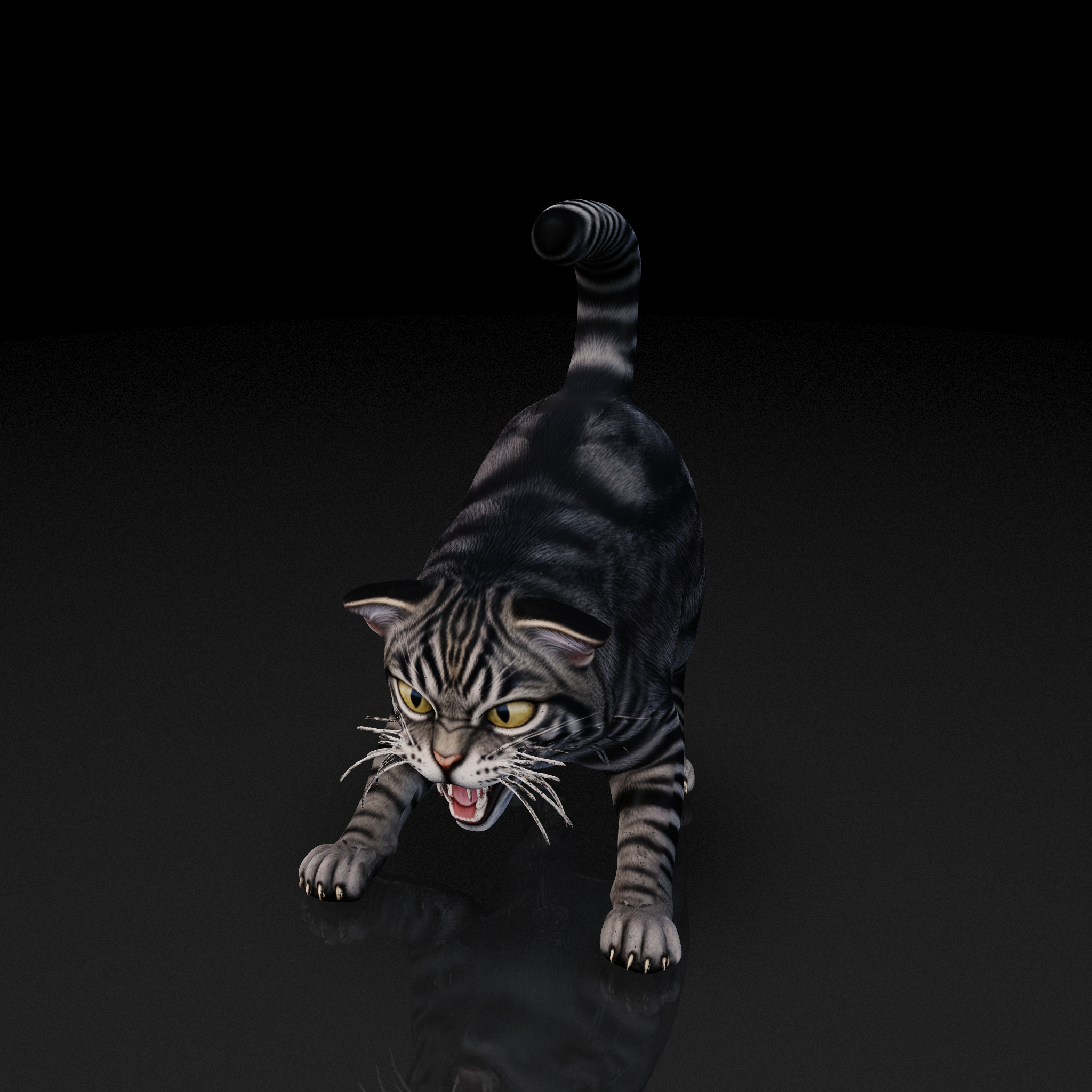 Angry Tabby Cat