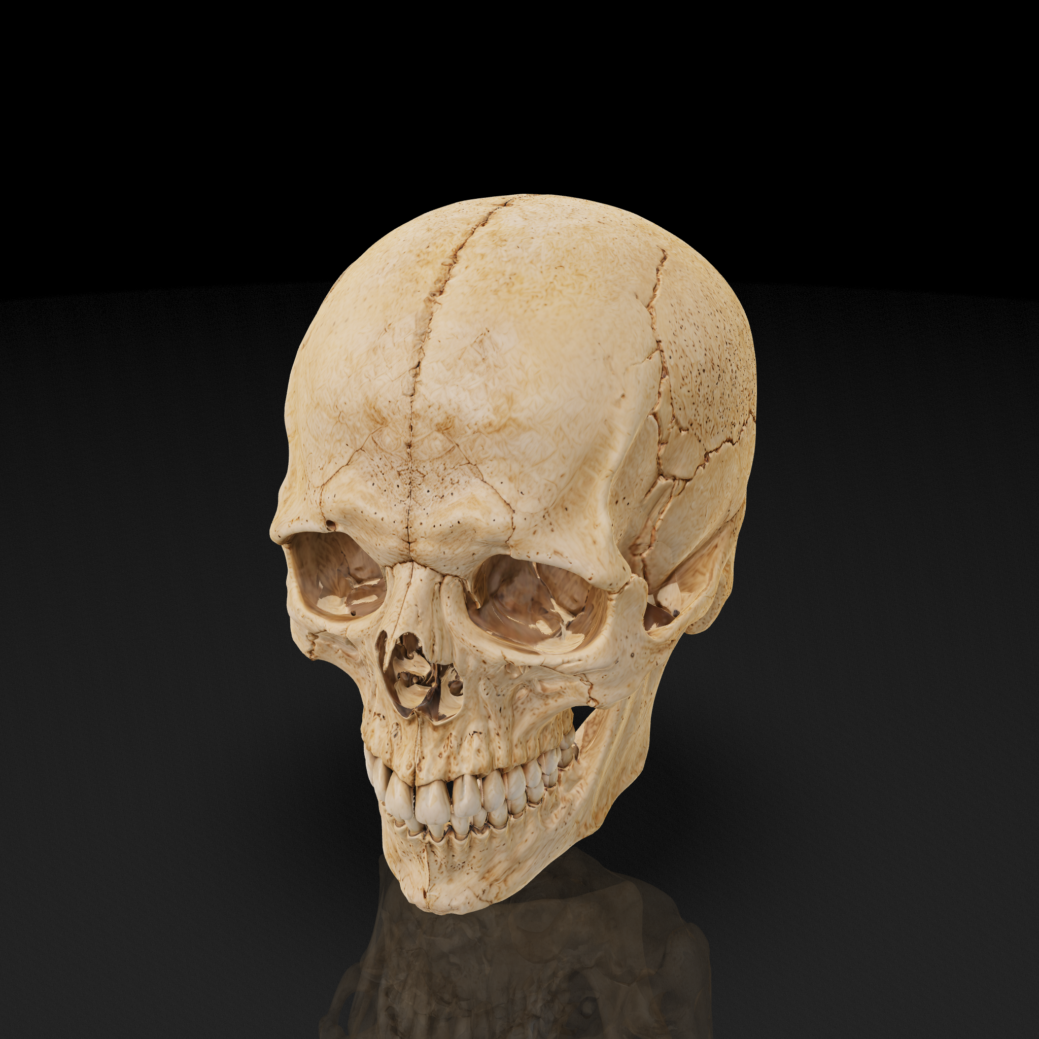 Human Skull - 3D model