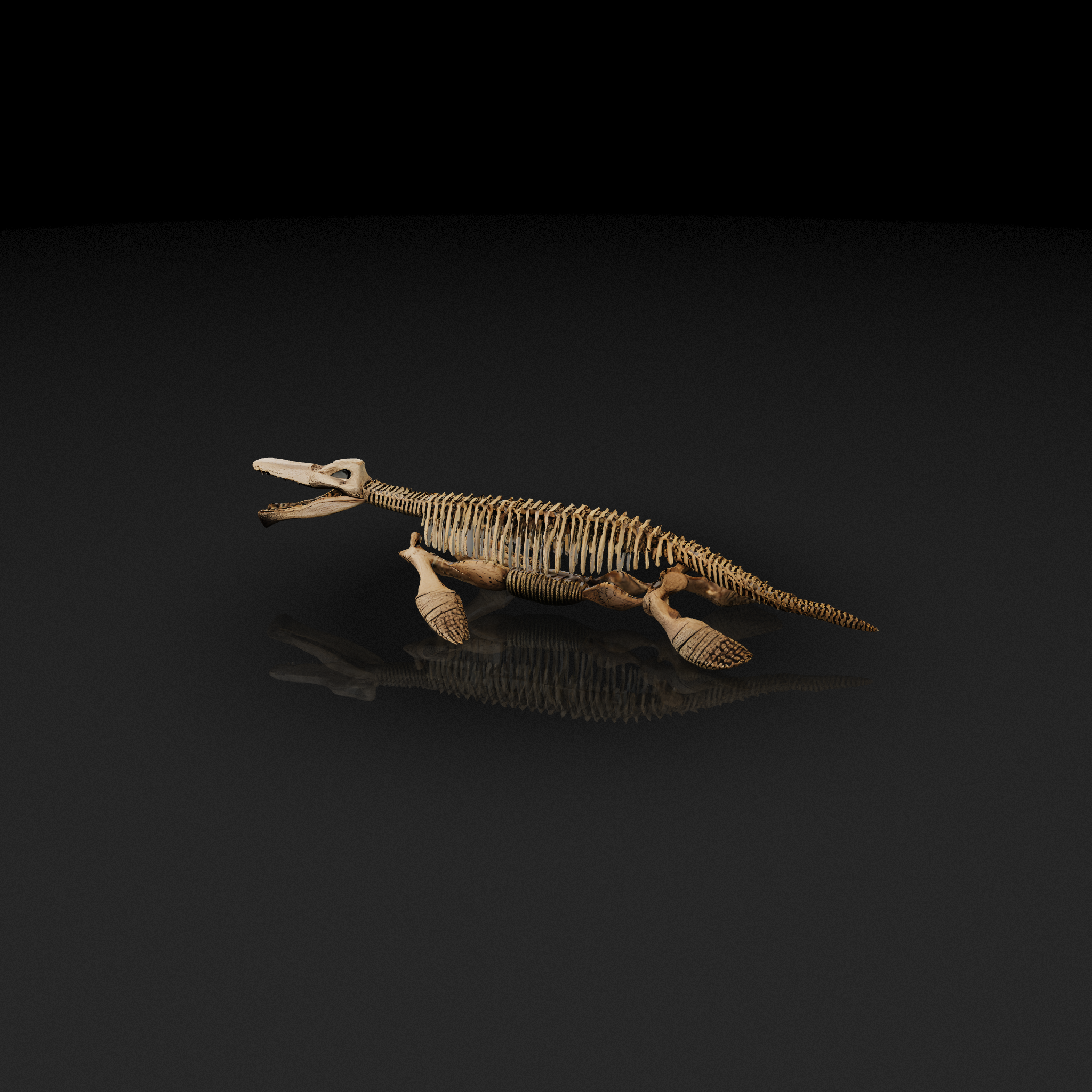 Mosasaur Fossil Skeleton