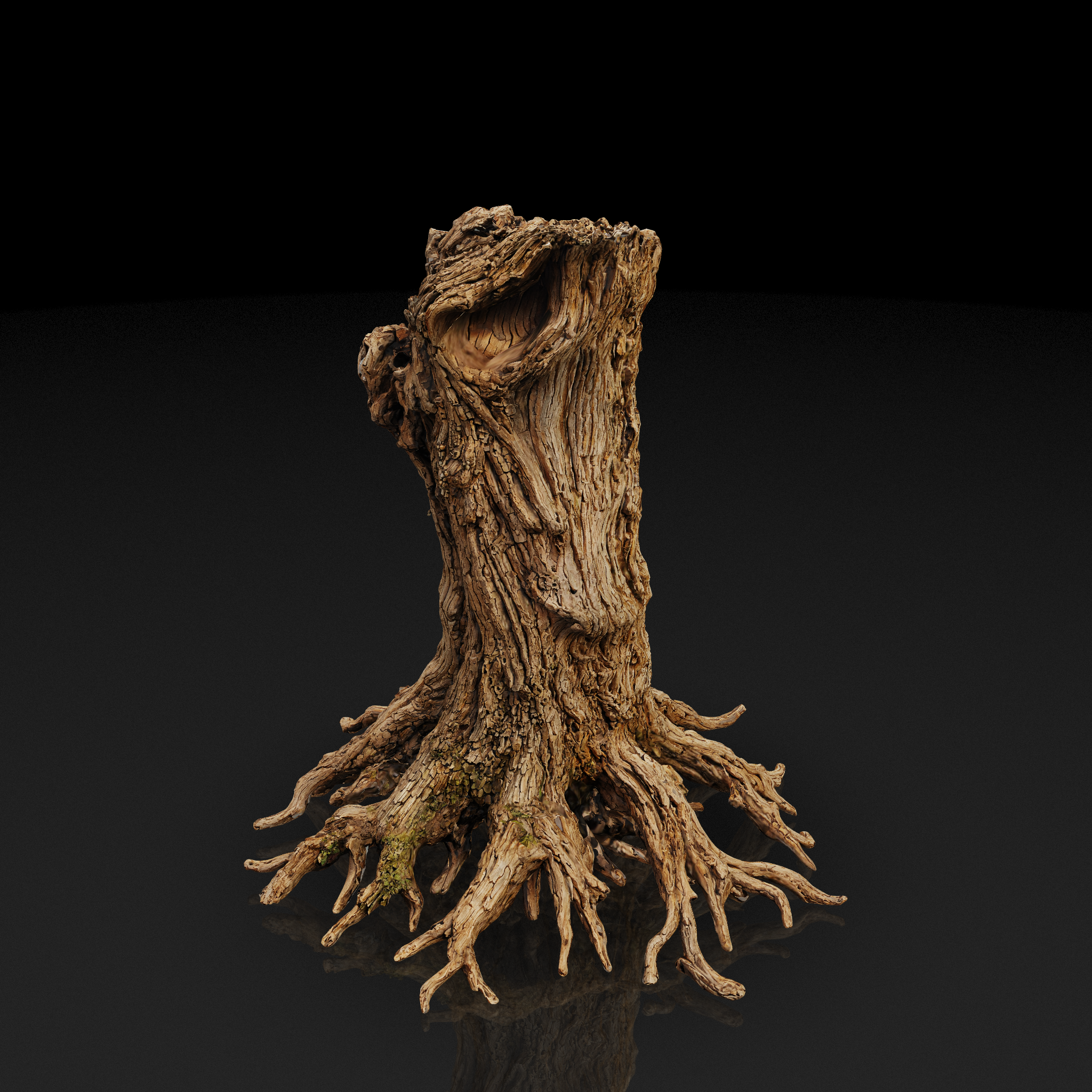 Tree Stump Roots