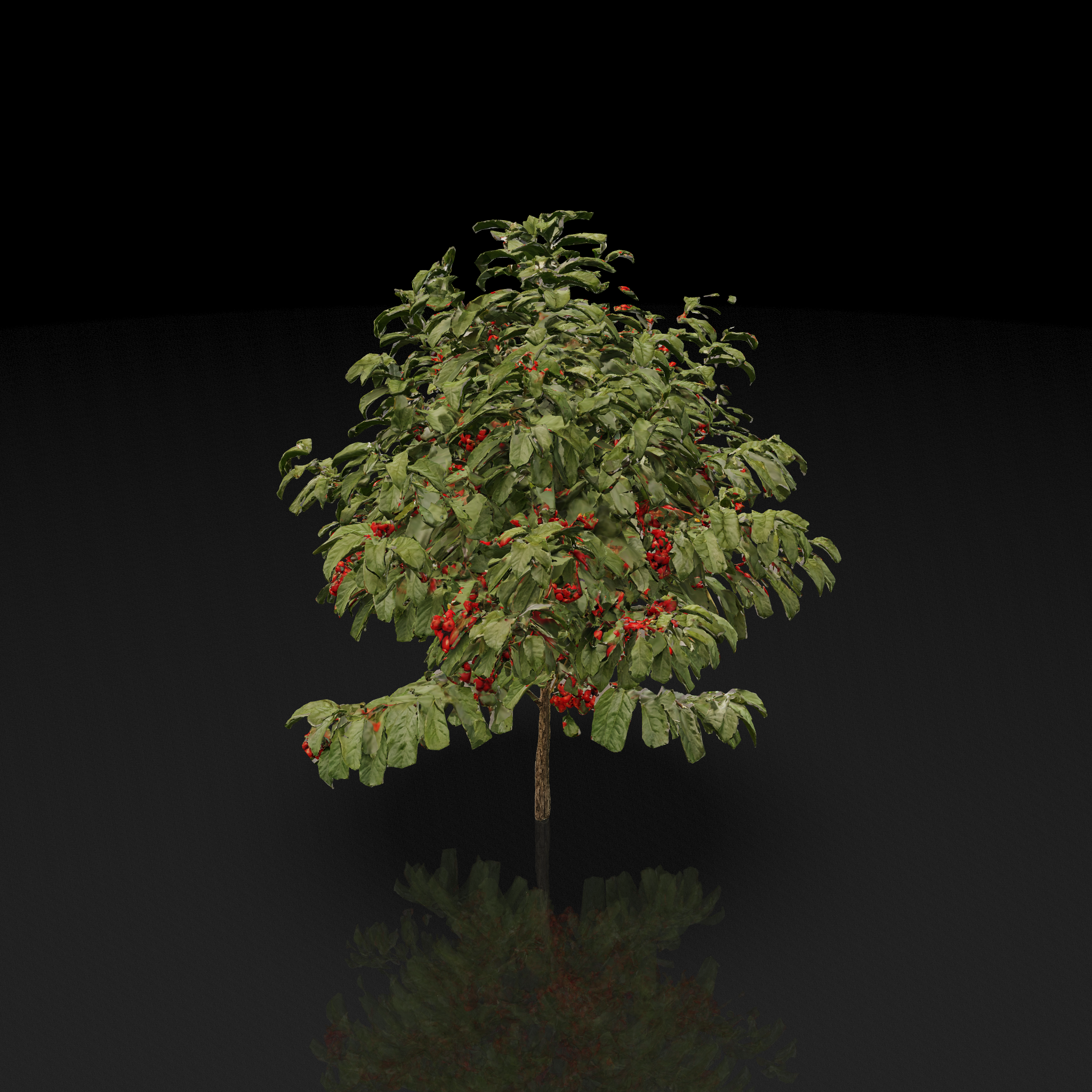 Ripe Coffee Plant - 3D model